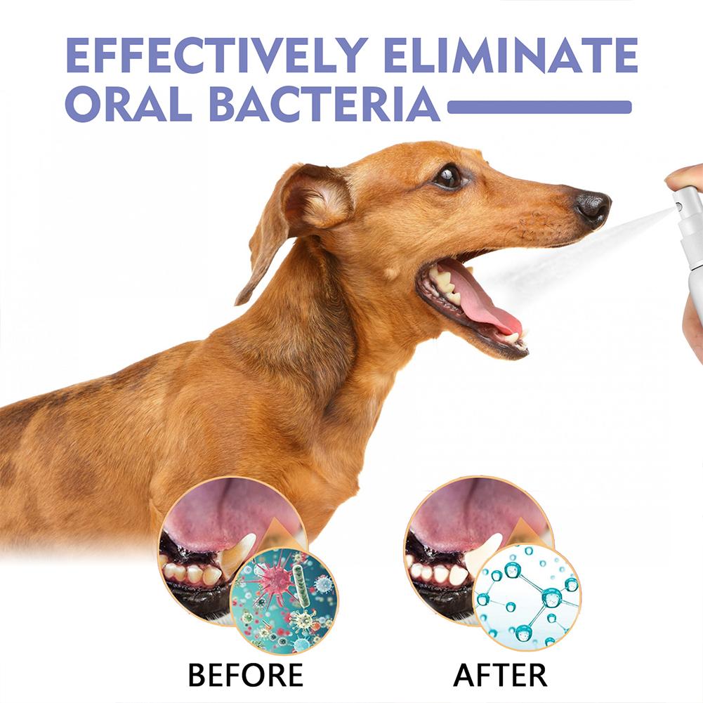 Pet Oral Reinigung Spray Mund  – Colgate Whitening Teeth Bewertung und Preis